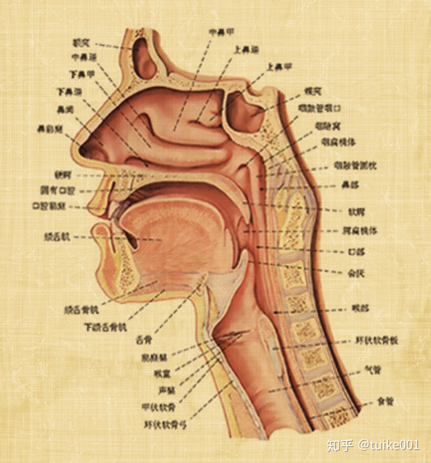 鼻道结构图片