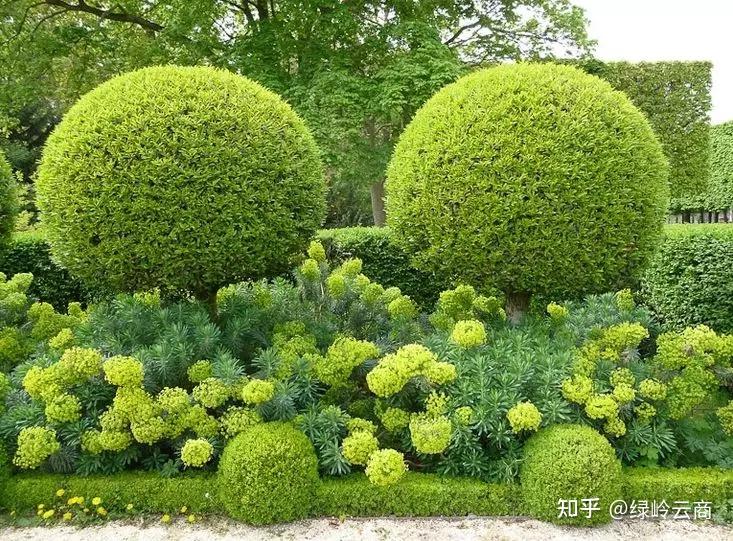 干货 | 合理选用绿篱植物,打造别样景观绿篱 - 知乎