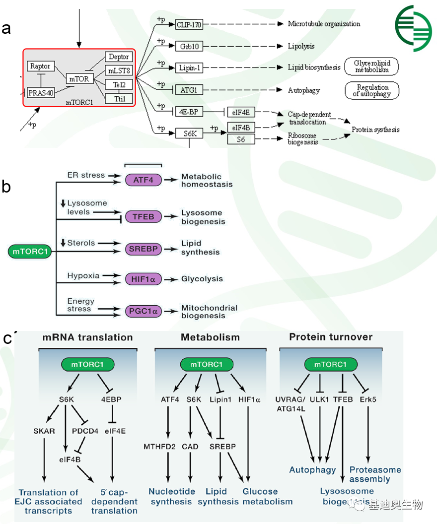 与一款抗衰老神药相关的通路mtor信号通路上