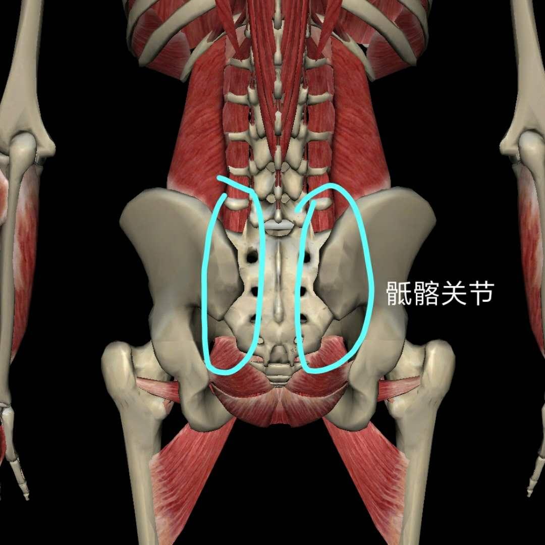 腰阳关,肾命门腰阳关位置图,腰夹脊和腰阳关位置图(第13页)_大山谷图库