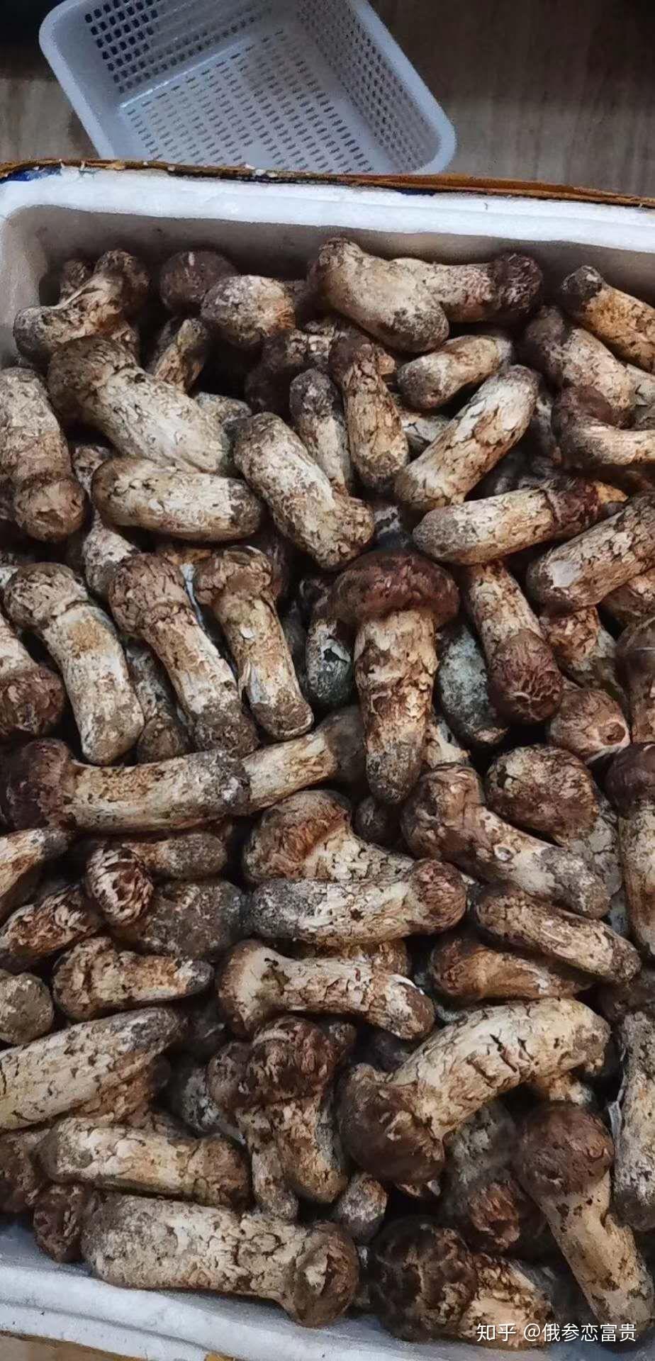 松茸- 知乎