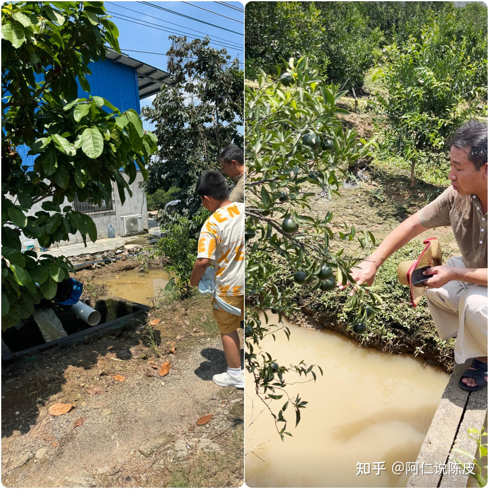 阿仁答读者问新会陈皮10大终极疑问,一次说清! - 知乎