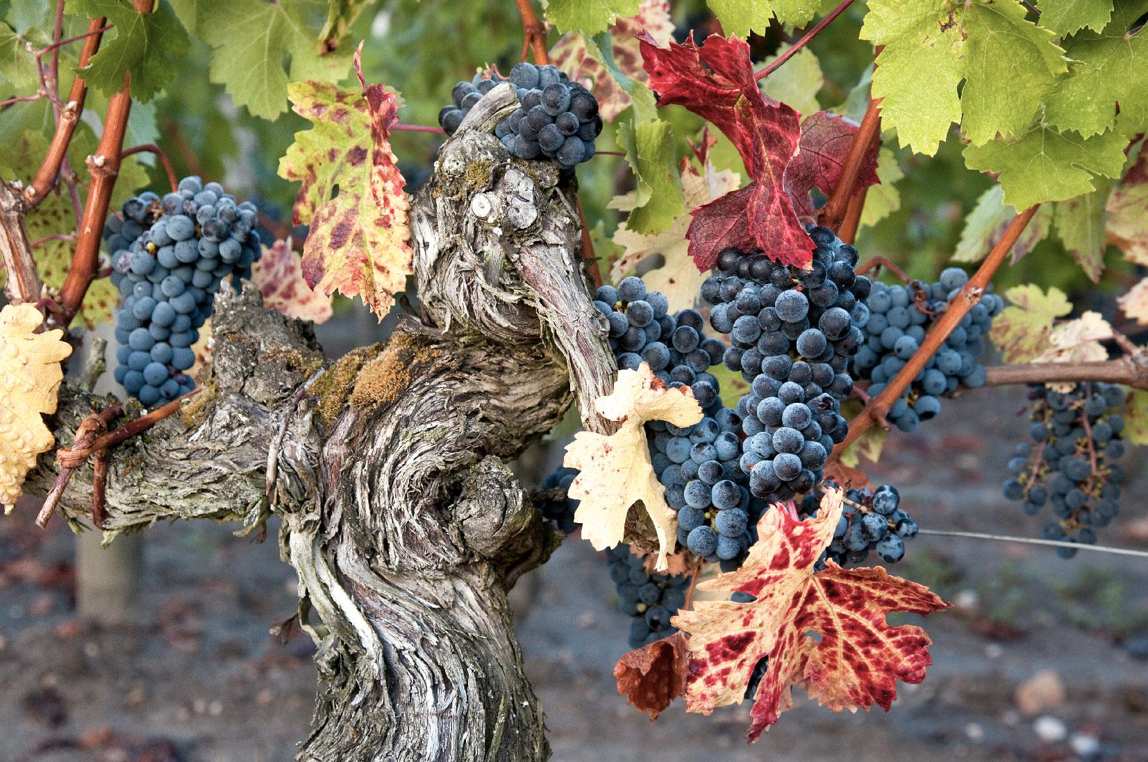 探究老藤之秘 - 知乎