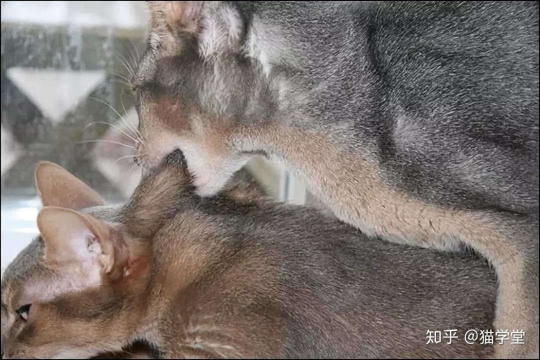 公猫和母猫体型图片