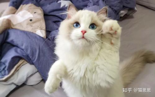 布偶猫海双和蓝双区别如何分辨 布偶猫怎么分辨蓝双和海双 挽美网