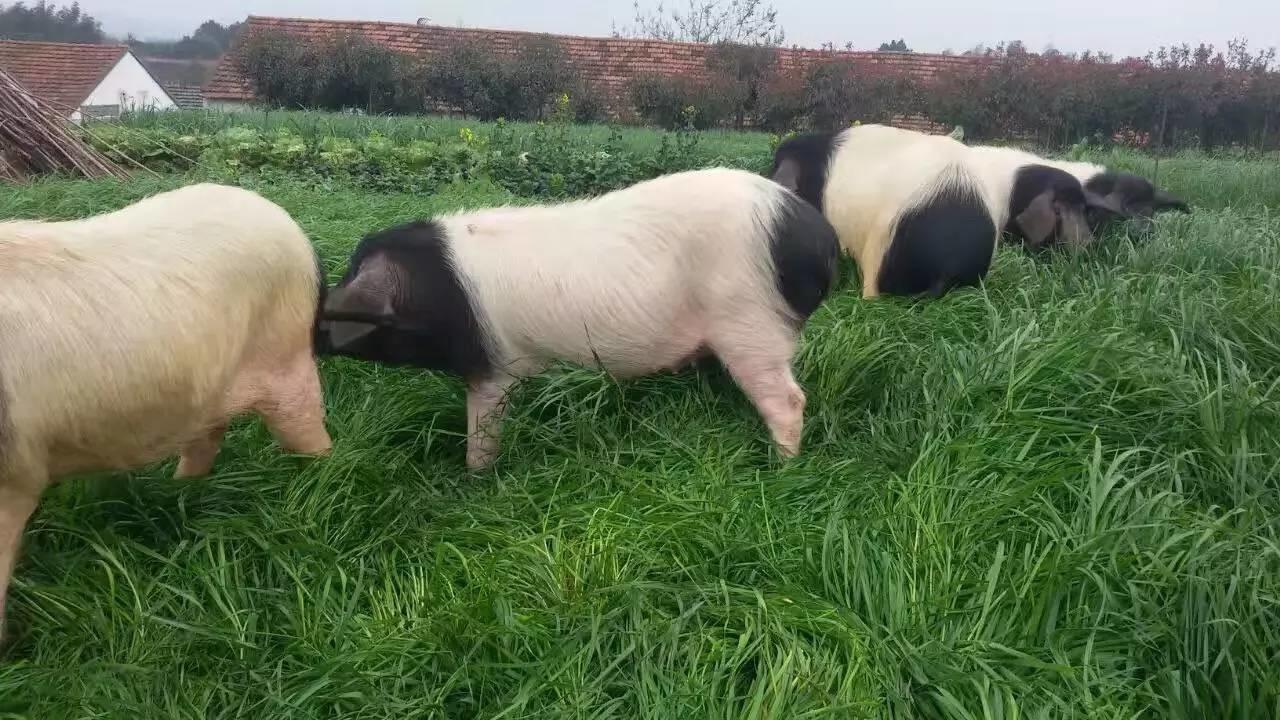 尝过浙江的两头乌,才晓得什么是好山好水孕育出的好猪肉 - 知乎