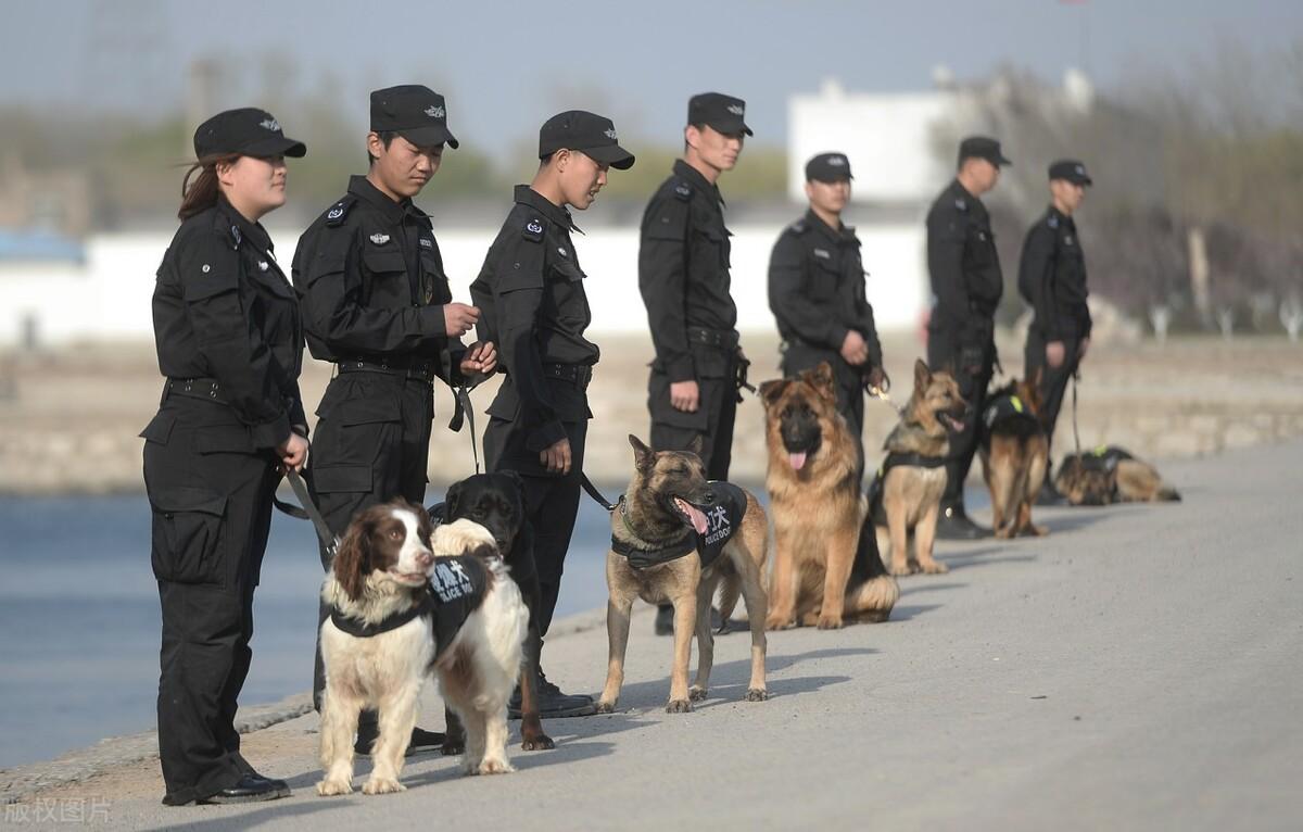 軍犬品種有哪些哪些狗可以當軍犬