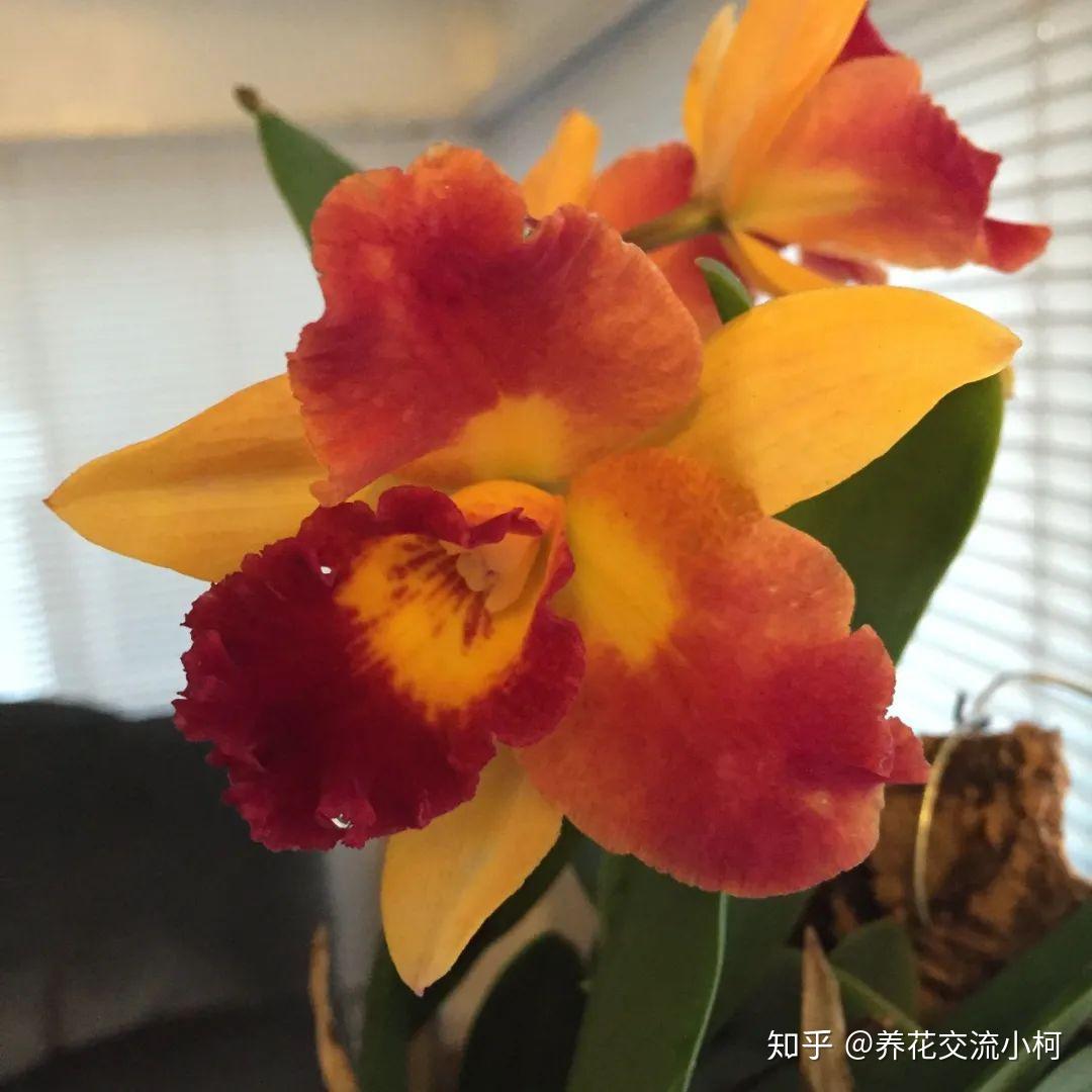 被称为“兰之王后”、“洋兰之王”的卡特兰，它真的不难养 - 知乎