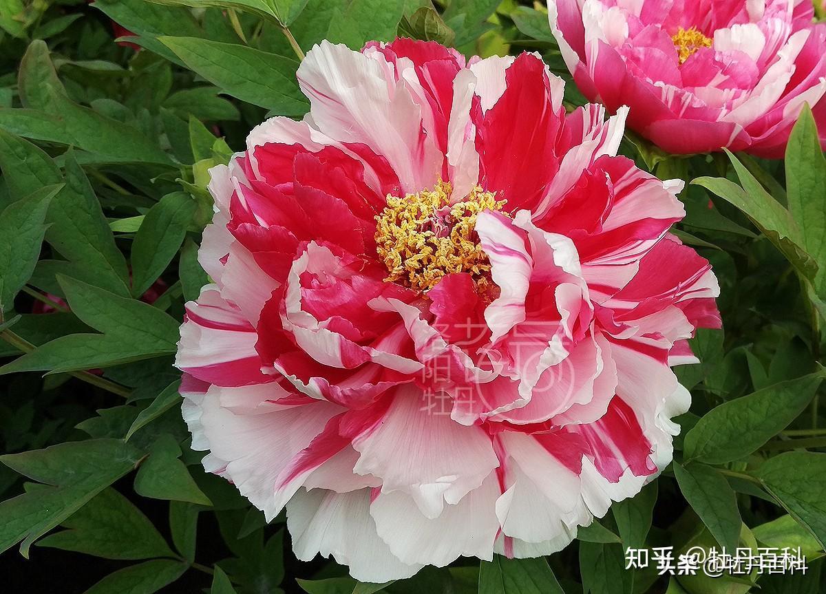 "一朵花开,两种精彩"的复色牡丹