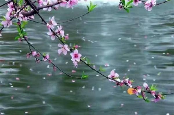 【收藏】最全飞花令 花