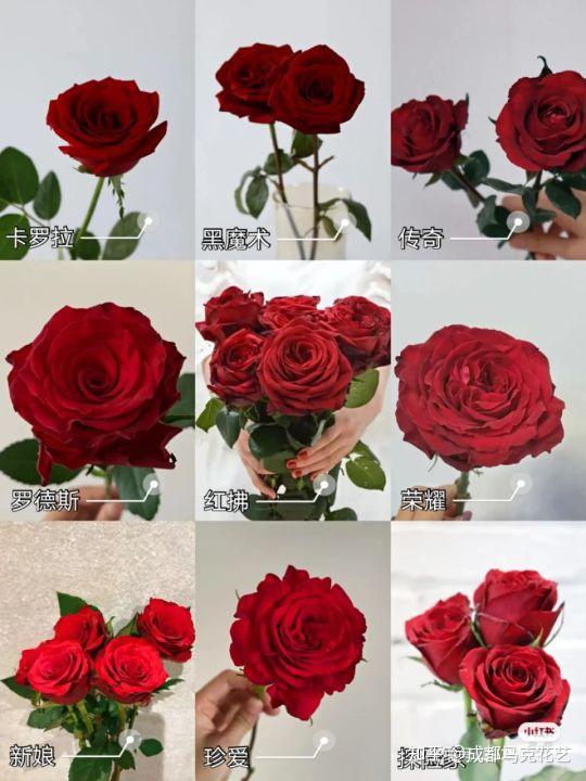 45种玫瑰品种大全北京花艺培训