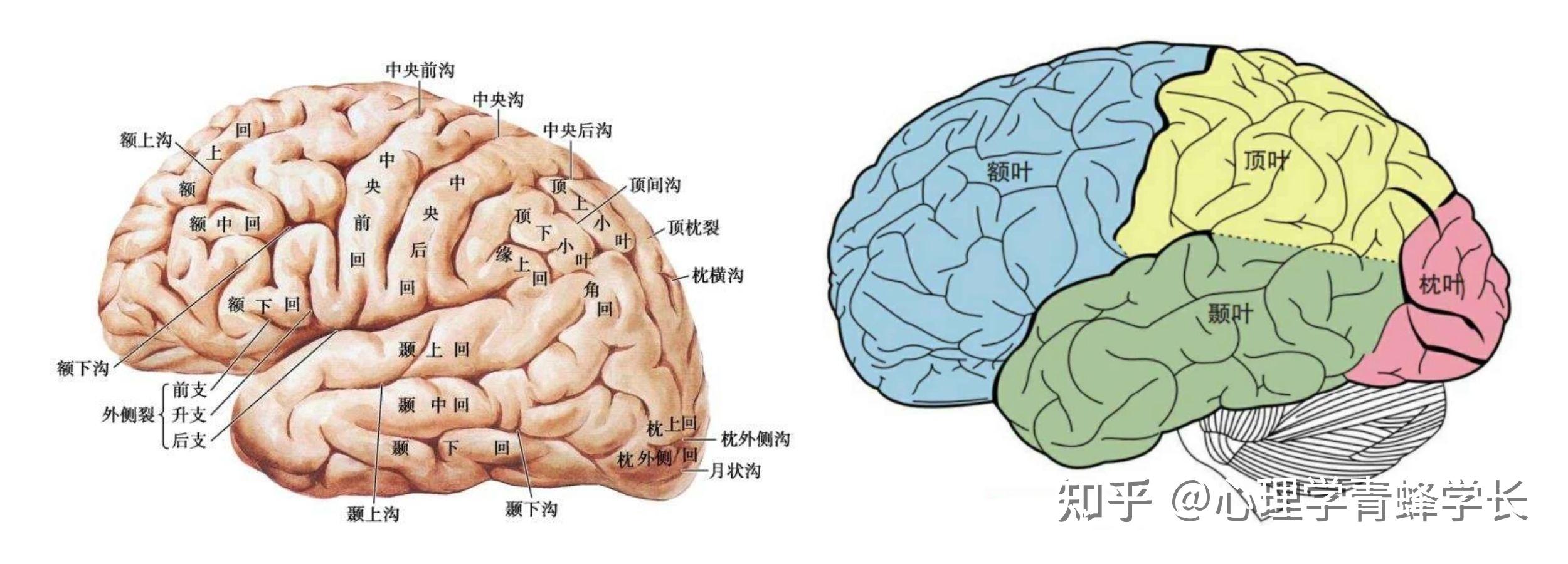 徐桂兴手绘｜颞叶、枕叶......大脑皮层的解剖与定位（二）|功能|颞叶|大脑皮层|视觉|枕叶|-健康界