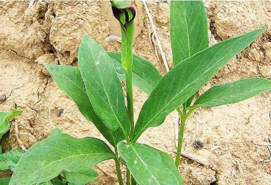 半夏块茎腐烂病如何防治