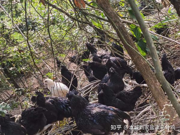 盐津乌骨鸡怎么分辨公母 - 知乎