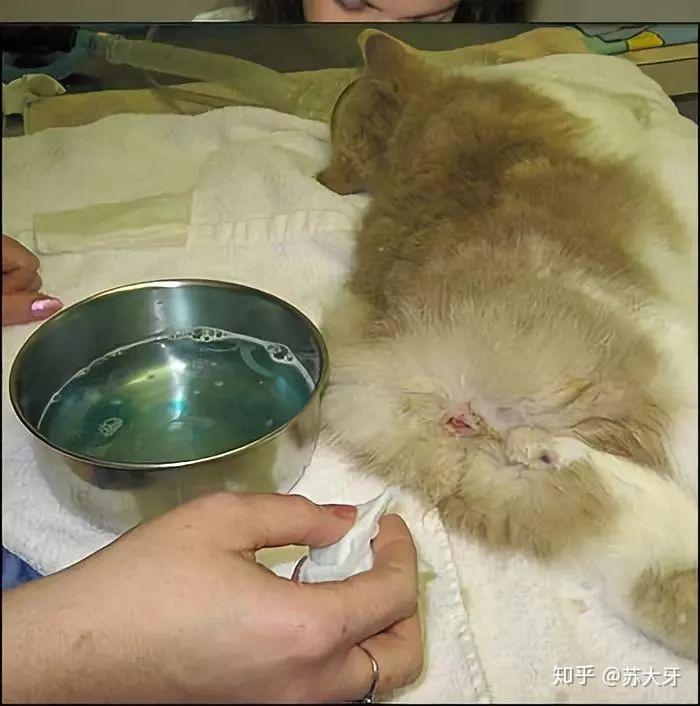 图解公猫绝育全过程