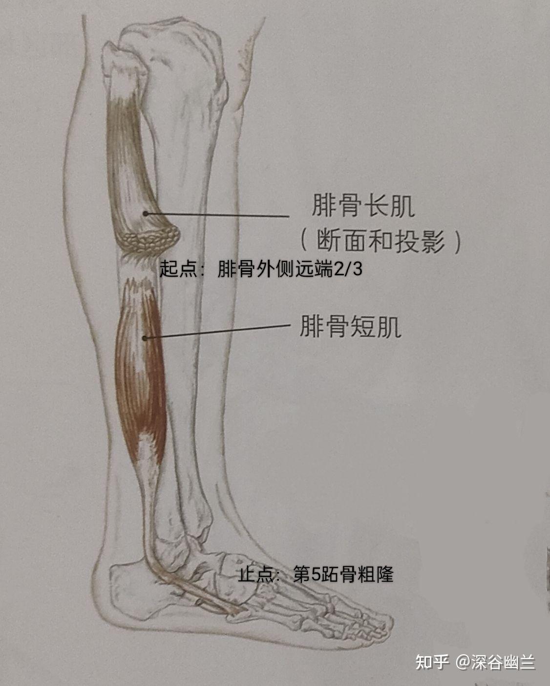 如果足外翻受阻,放鬆調理使足外翻的肌肉:腓骨長肌,踇長伸肌.