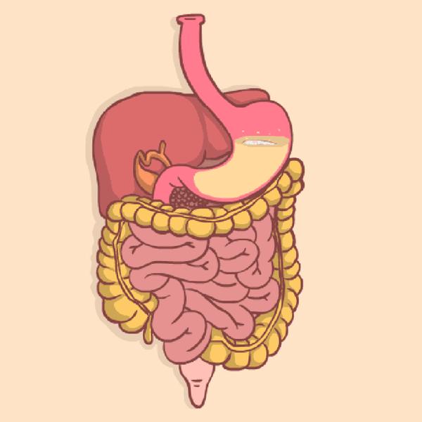 大家可別小瞧了腸子的厲害!它並不是一個只會放屁和排洩的管道.