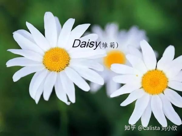 100多种花的英文名及花语最全双语对照 知乎