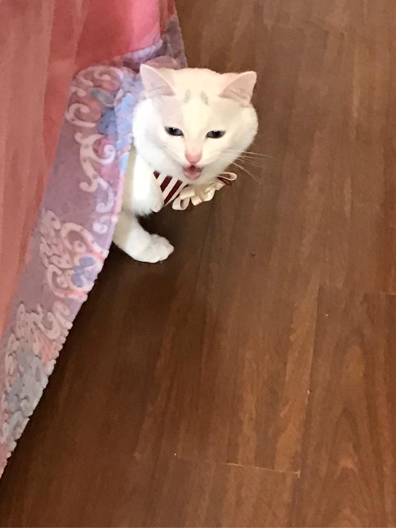 猫绝育后会讨厌主人吗?