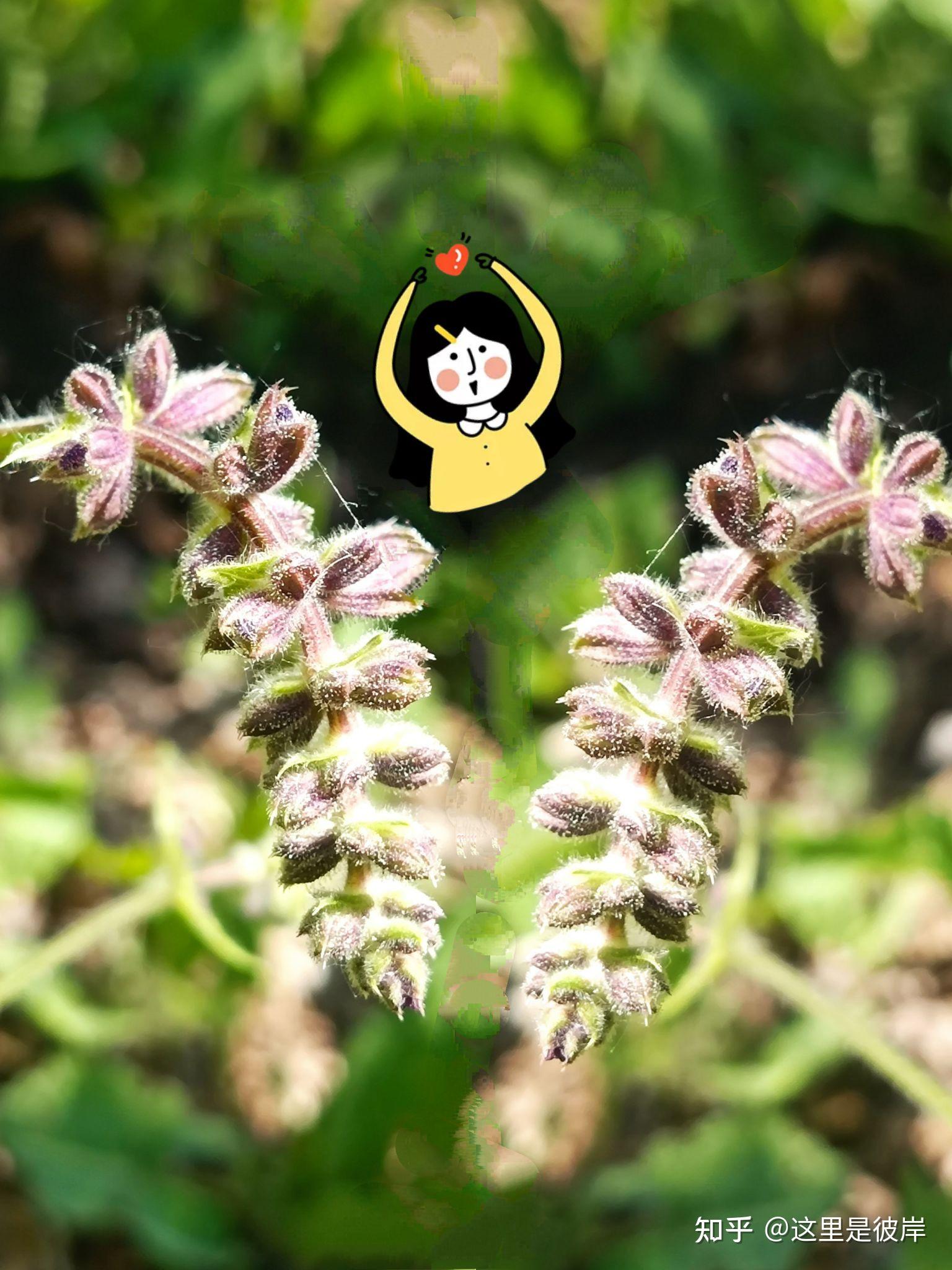 有针的花中精灵｜丹参花 - 知乎
