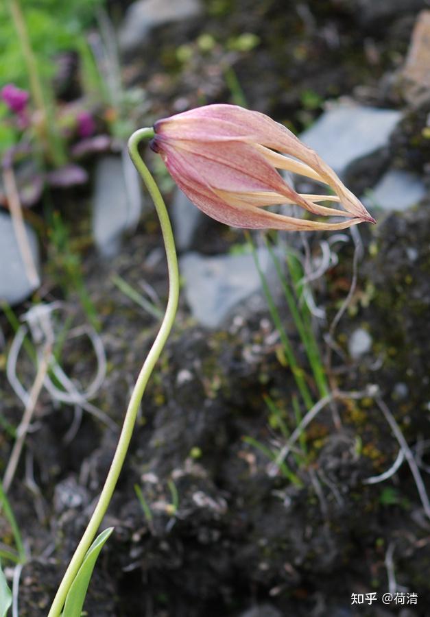 离天很近的那些植物尖被百合
