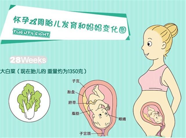 育儿说 怀孕7个月宝宝是在什么位置的 从这些地方能够看出来 知乎