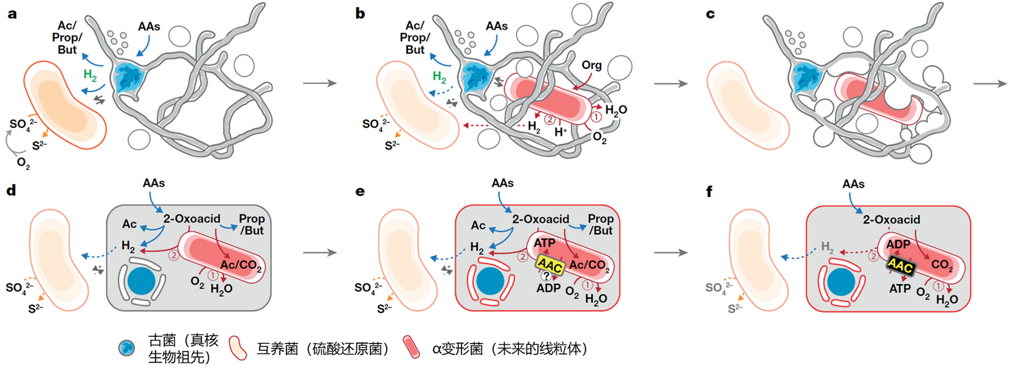 古菌的第4个界——从阿斯加德古菌到普罗米修斯古菌 - 知乎