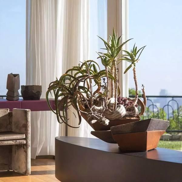 盘点本周全球花讯 鹿石报道 18 06 15 知乎