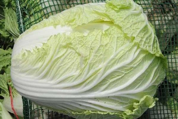 腌辣白菜时 切记 4放3不放 做对了 口感脆爽味道鲜 解馋 知乎