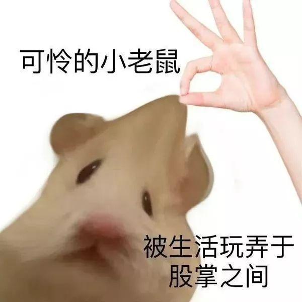 鼠鼠我啊搞笑表情包 - 知乎