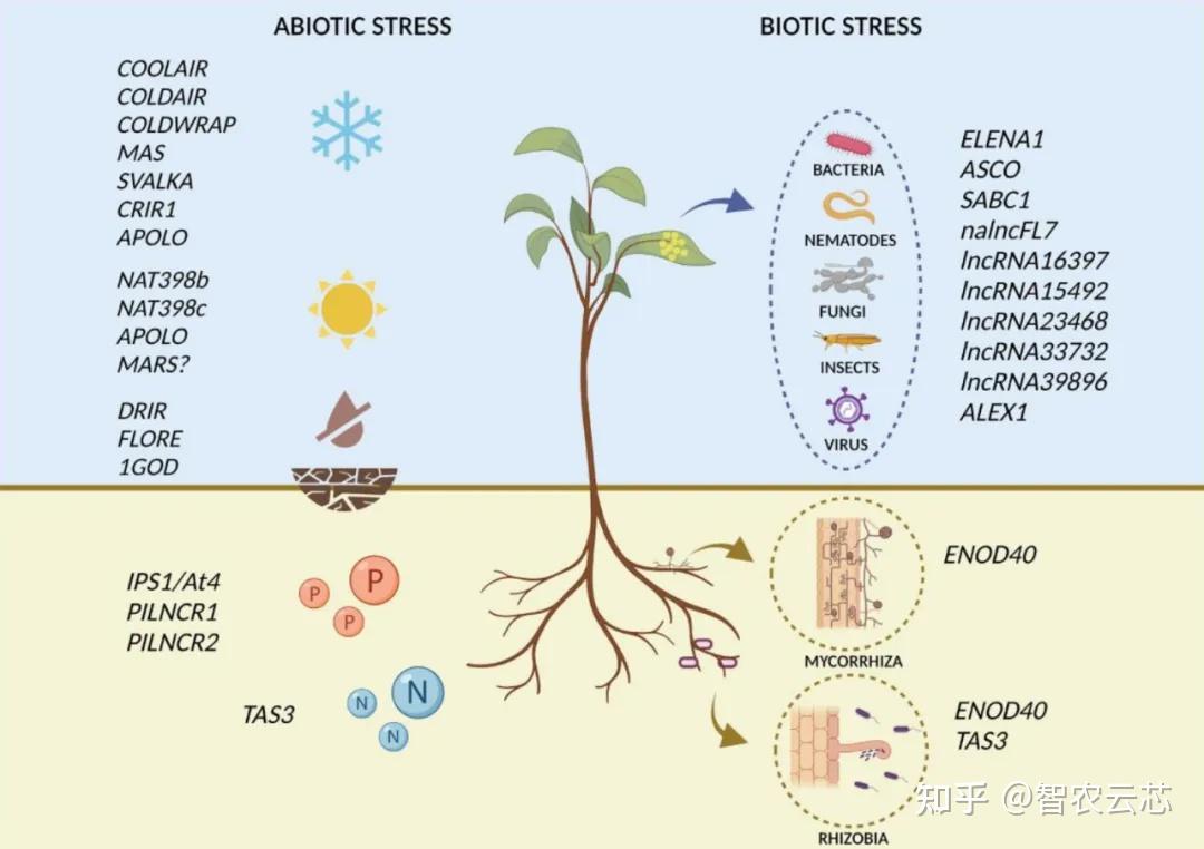 Plant Physiology | 植物胁迫响应和适应的关键因子 - 知乎