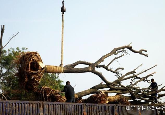 怎样理解农村谚语中的移树无时莫教树知