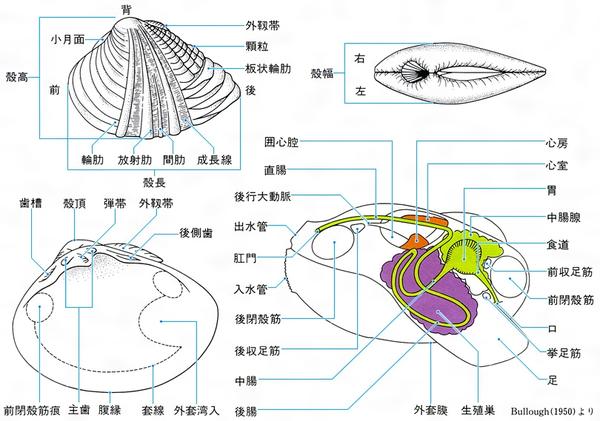 万事俱贝 在日本你可能会吃到的26种双壳贝 知乎