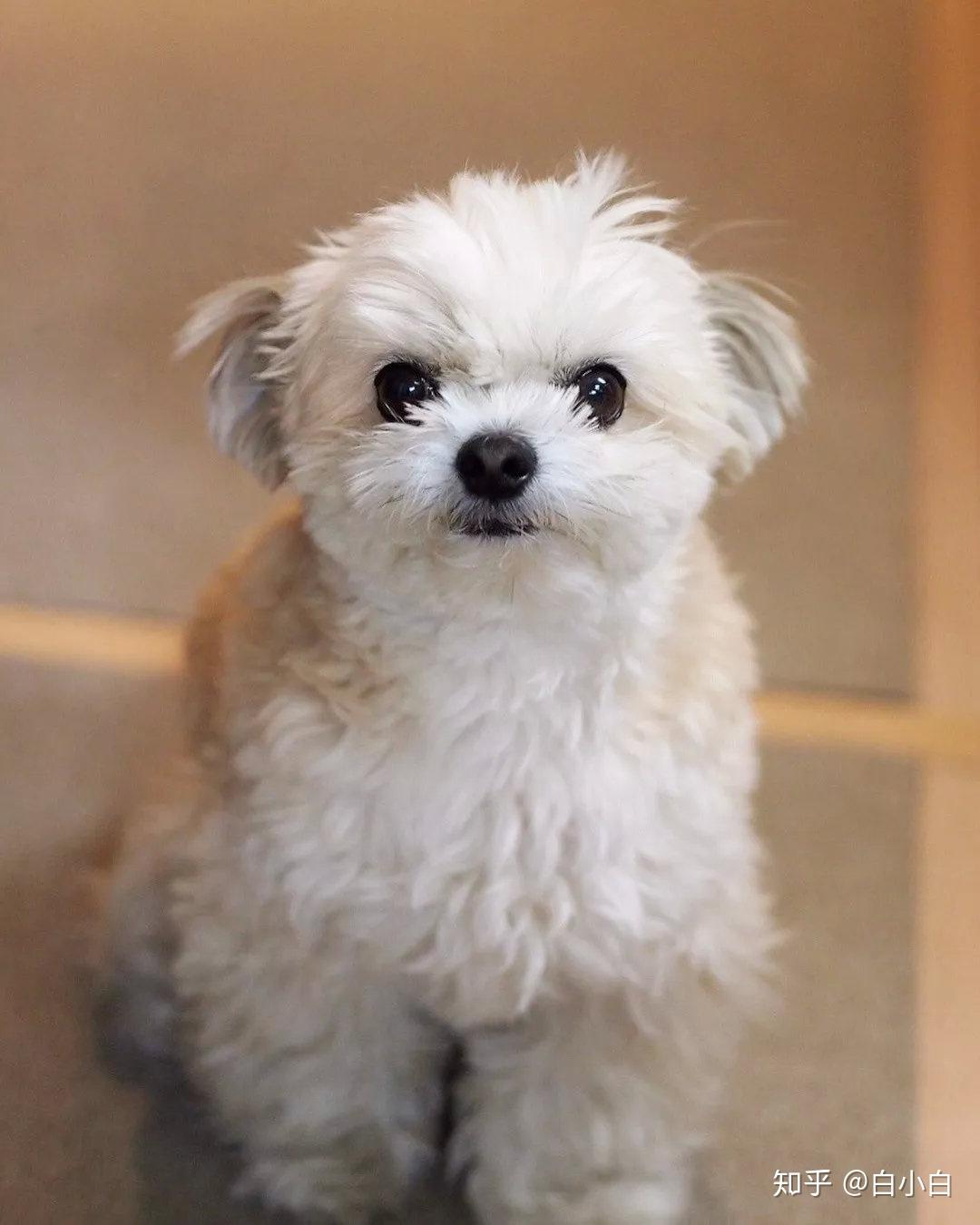 你见过哪些特别漂亮可爱的混血狗狗