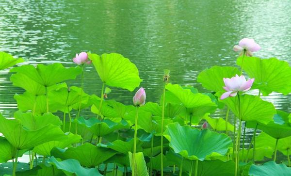 冬瓜荷叶茶能不能减肥,有没有副作用?