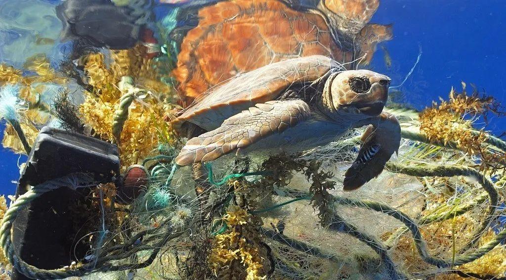 海洋生态的现状闻着惊见着泪我们更需要爱护环境了