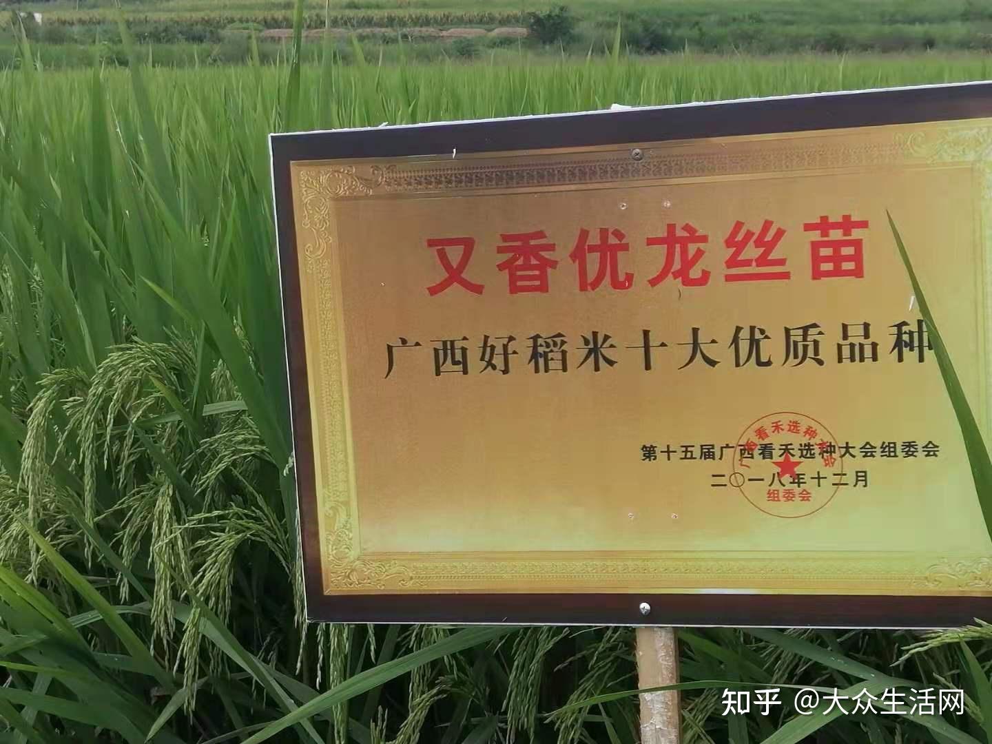 安徽霍邱富民米业公司米真仙品牌丨一粒好米,只为健康 - 知乎