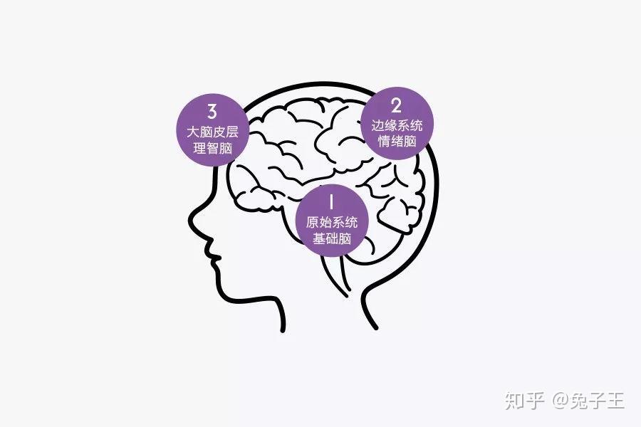 1叫"基础脑",是控制本能的;2叫"情绪脑",是控制情绪的;3叫"理智脑",是