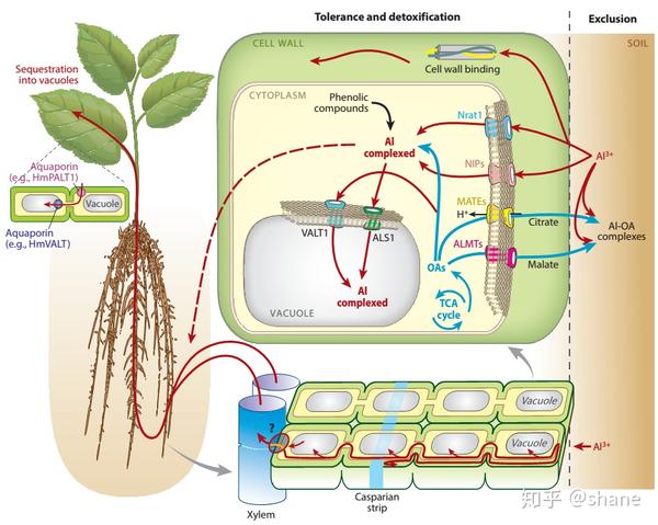 植物抵抗酸性土壤铝毒害的分子基础