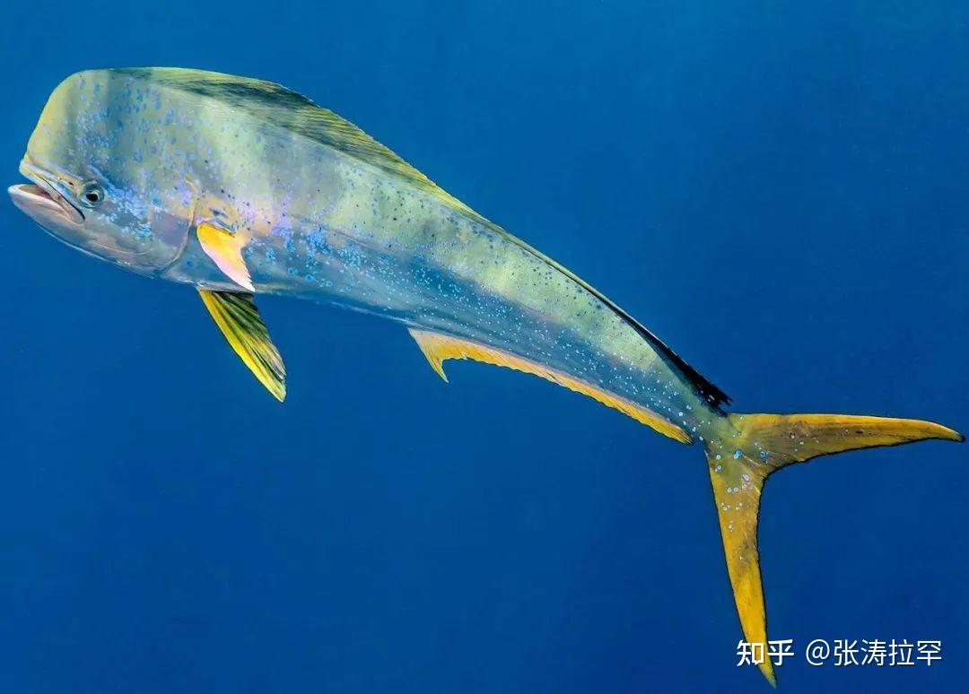 海洋小彩虹蠢萌贪吃鬼鲯鳅