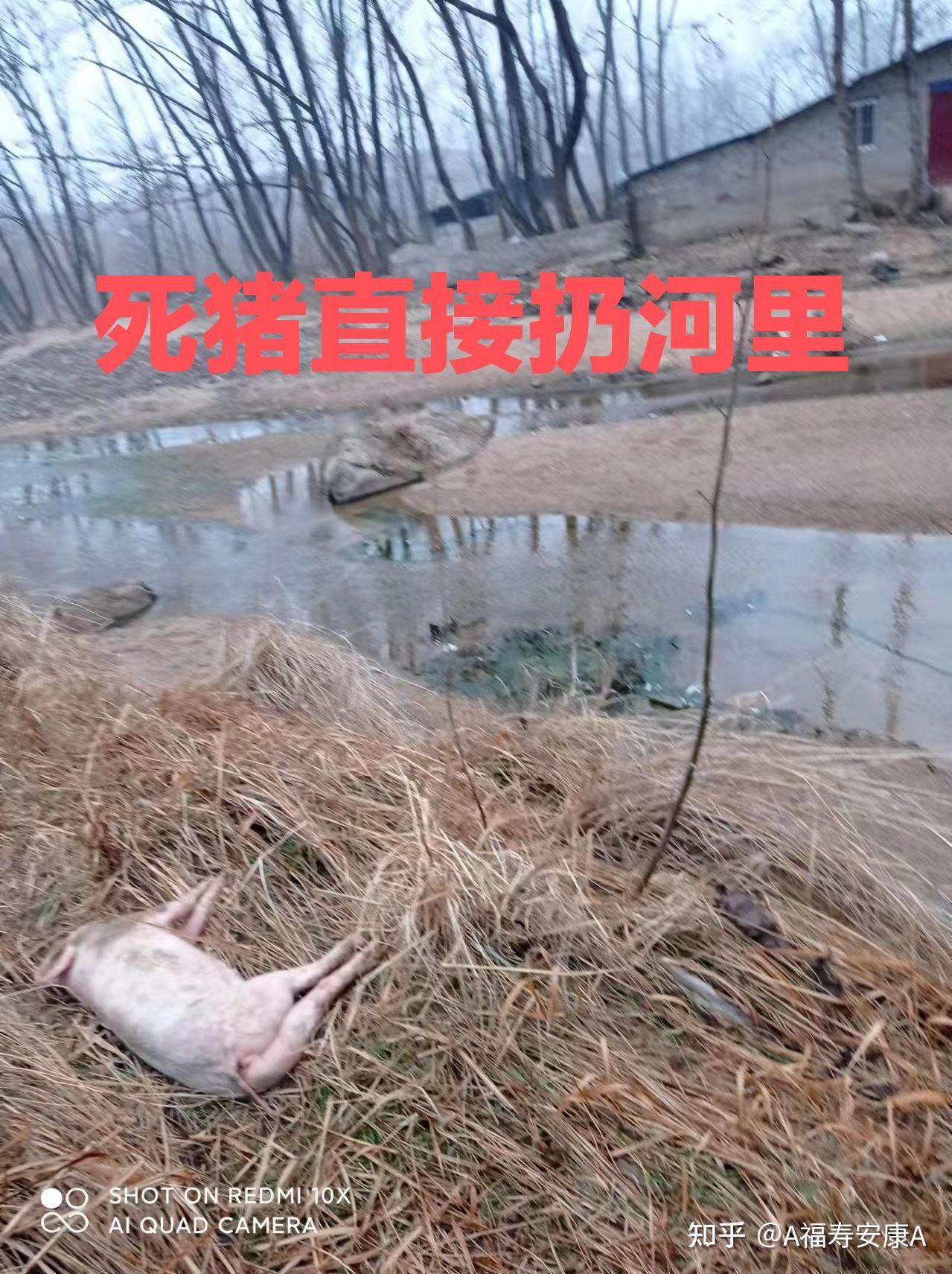 平顶山市民不答应!养猪场建河道污水直排污染!死猪乱扔大家喝脏水! - 知乎