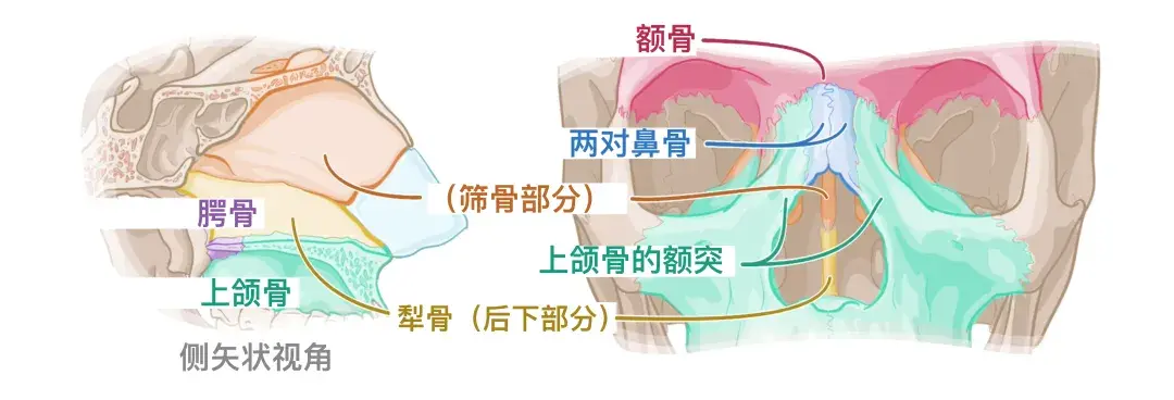 人体解剖学基础:鼻子 - 知乎