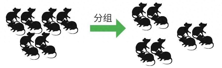谈谈实验动物分组方法 - 知乎