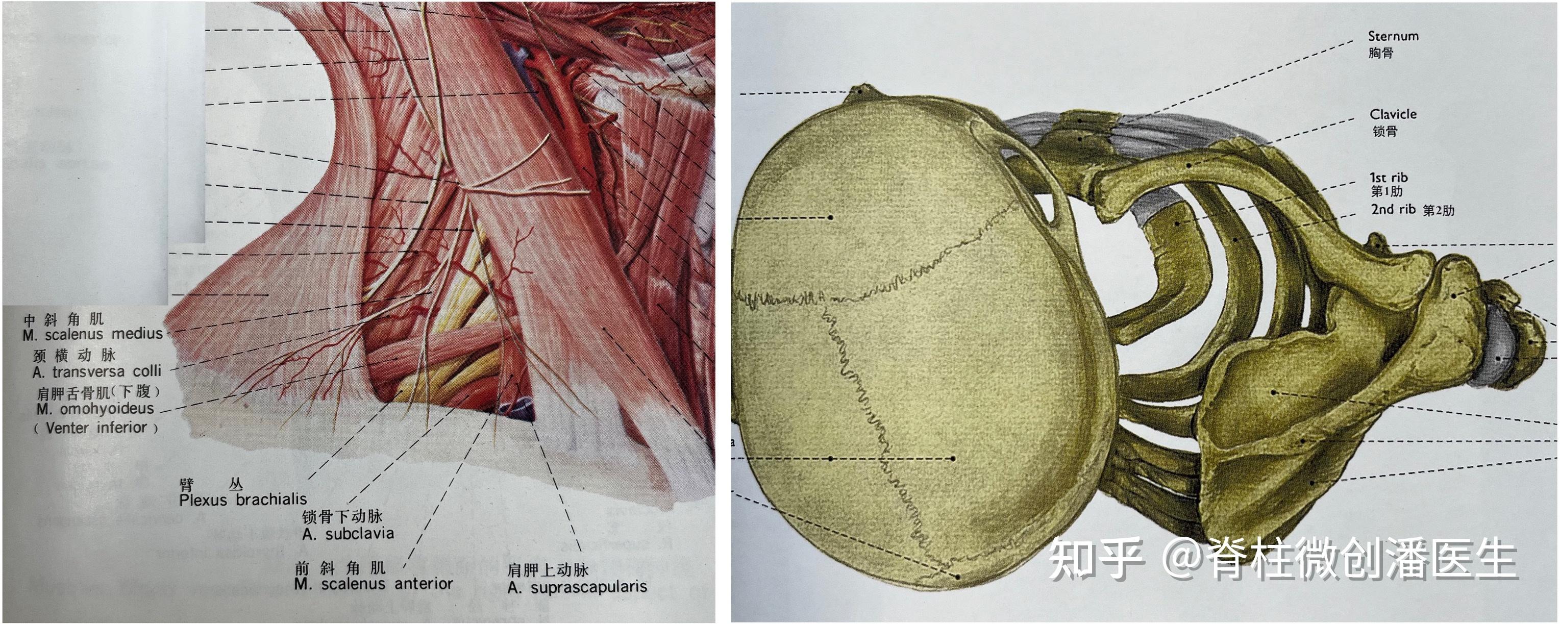 颈椎病的鉴别诊断3—颈肋综合征 - 知乎