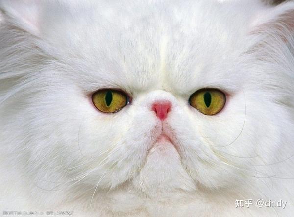 波斯猫的眼睛都有哪些颜色 - 知乎