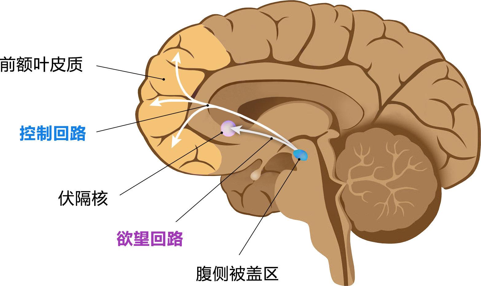 产品心理学:影响行为的“老虎机” - 知乎