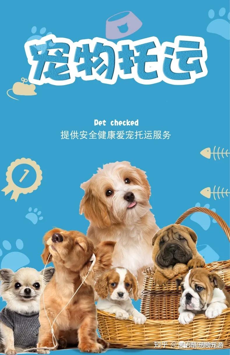 宠物托运办理流程