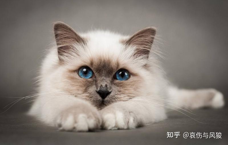 猫自己来家里面好不好 v2-f1c0611728cbcd97867ae425d2696f37_r.jpg