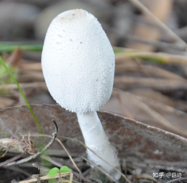 菇迹——葱柄白鬼伞(毒) - 知乎