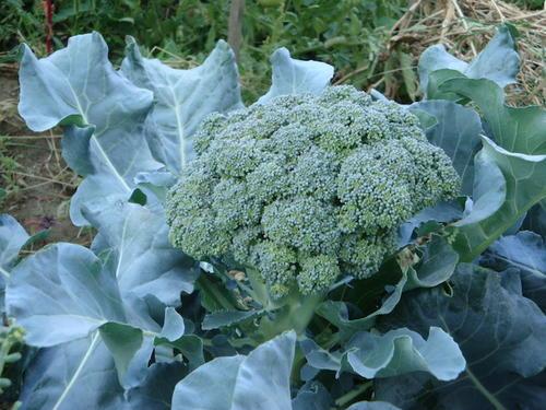 那么如果养殖西兰花,就需要了解西兰花的生长习性